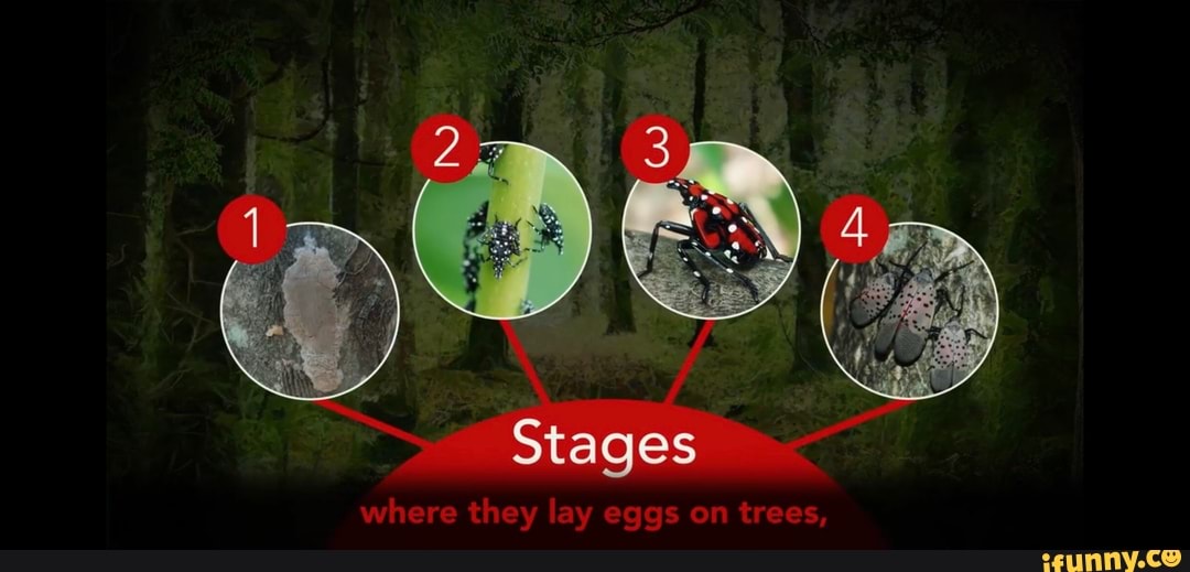 Stages where they lay eggs on trees, - iFunny