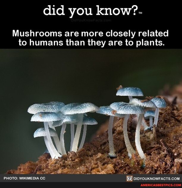 Did you know?.. Mushrooms are more closely related to humans than they