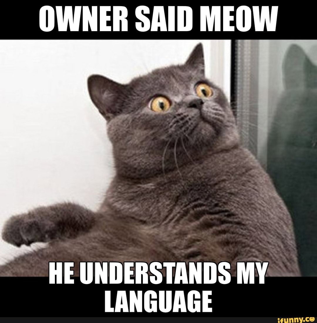 #meme #funny #animals #internet - OWNER SAID MEOW HE UNDERSTANDS MY ...