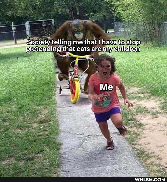 oociety telling me that I have to stop
pretending that cats are my children
Me