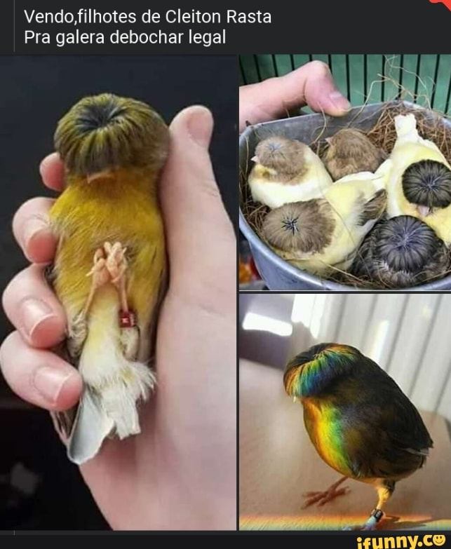 Vendo filhotes de Cleiton Rasta
Pra galera debochar legal