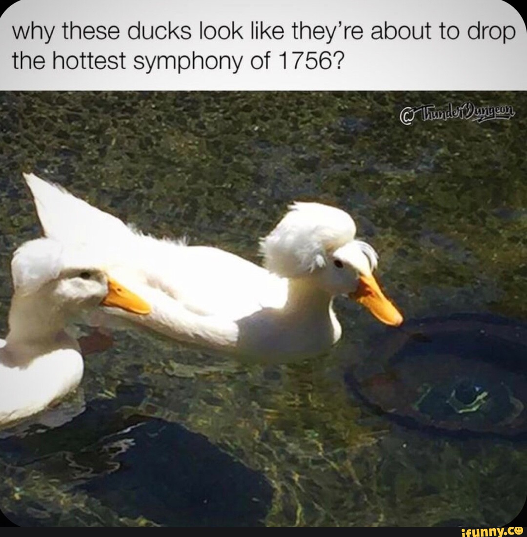 "if it looks like a duck, swims like a duck and quacks like a duck, then it probably is a duck. It am a duck. It am a duck. Funny ducks студент республика. Утки против гусей.