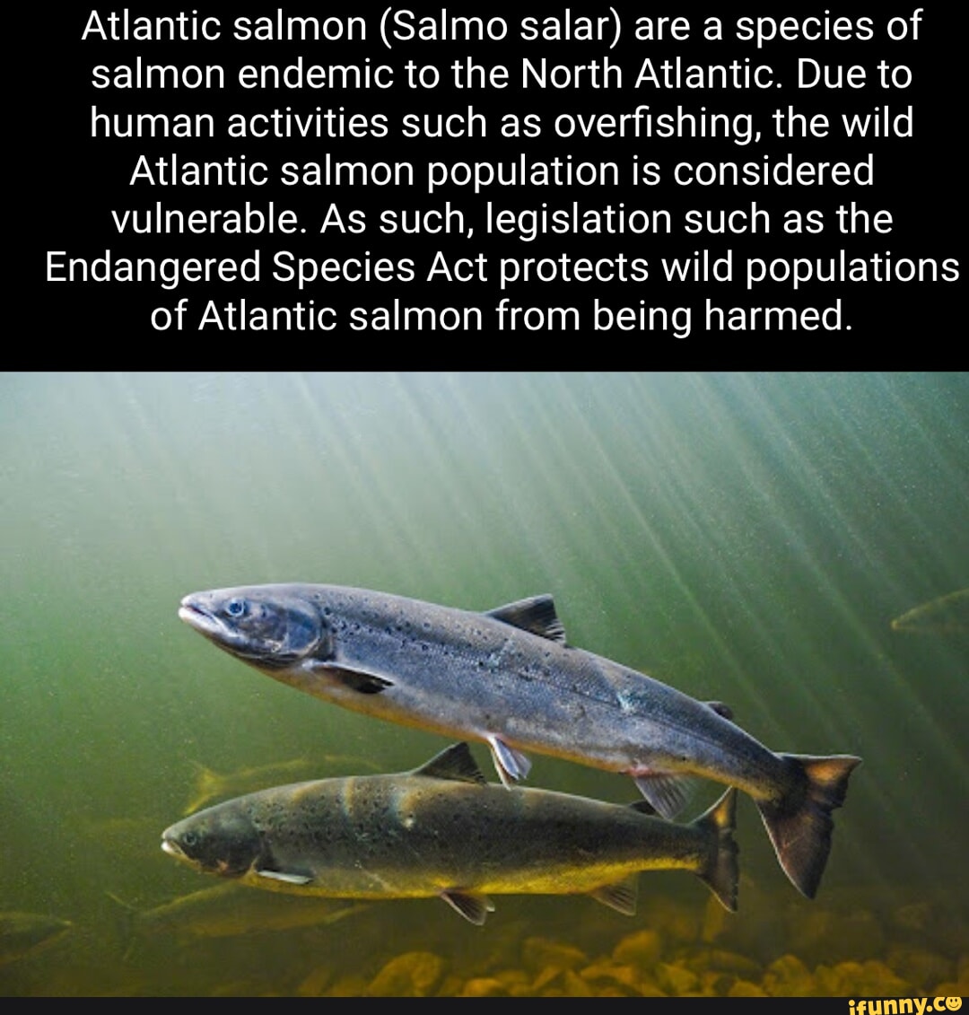 Atlantic salmon (Salmo salar) are a species of salmon endemic to the