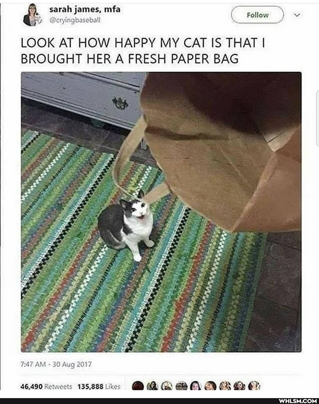 sarah james, mfa Follow )
LOOK AT HOW HAPPY MY CAT IS THAT I BROUGHT HER A FRESH PAPER BAG
AM 30 Aug 2017
46,490 os 13588lkes By ABA