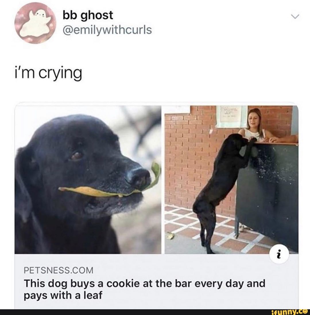 y. bb ghost
@emilywithcurls
i'm crying
This dog buys a cookie at the bar every day and pays with a leaf