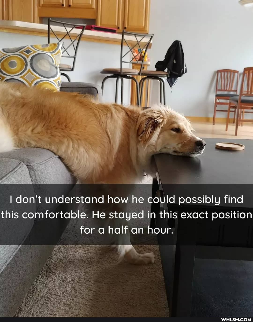 I don't understand how he could possibly find this comfortable. He stayed in this exact position for a half an hour.
