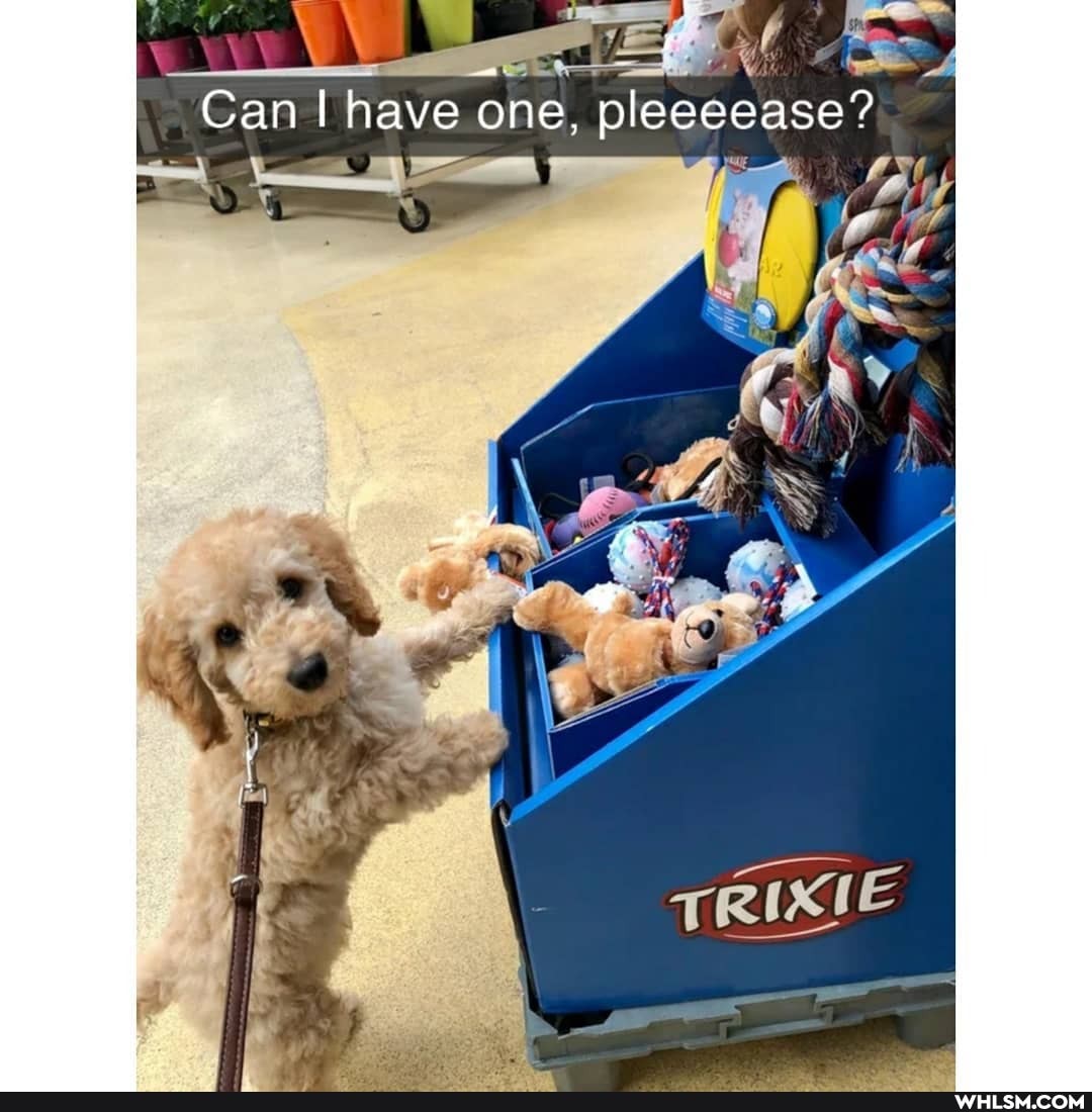 Can have one, pleeeease?