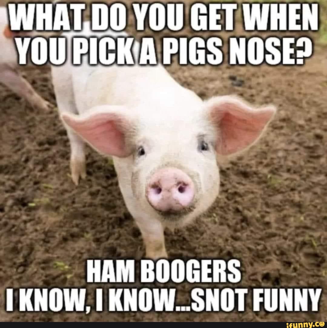 HAT, DO YOU GET WHEN YOu PICK A PIGS NOSE? HAM BOOGERS KNOW, KNOW. SNOT ...