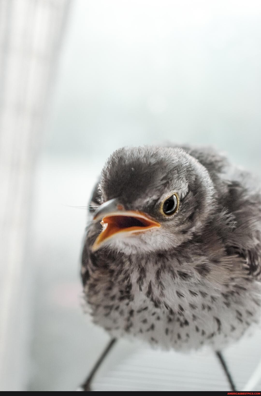 baby, mocking, bird