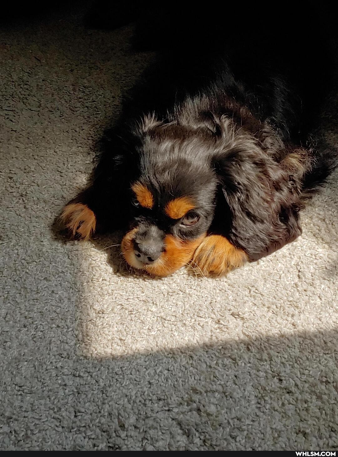 cavalier_king_charles, aww, puppy, baby_animals