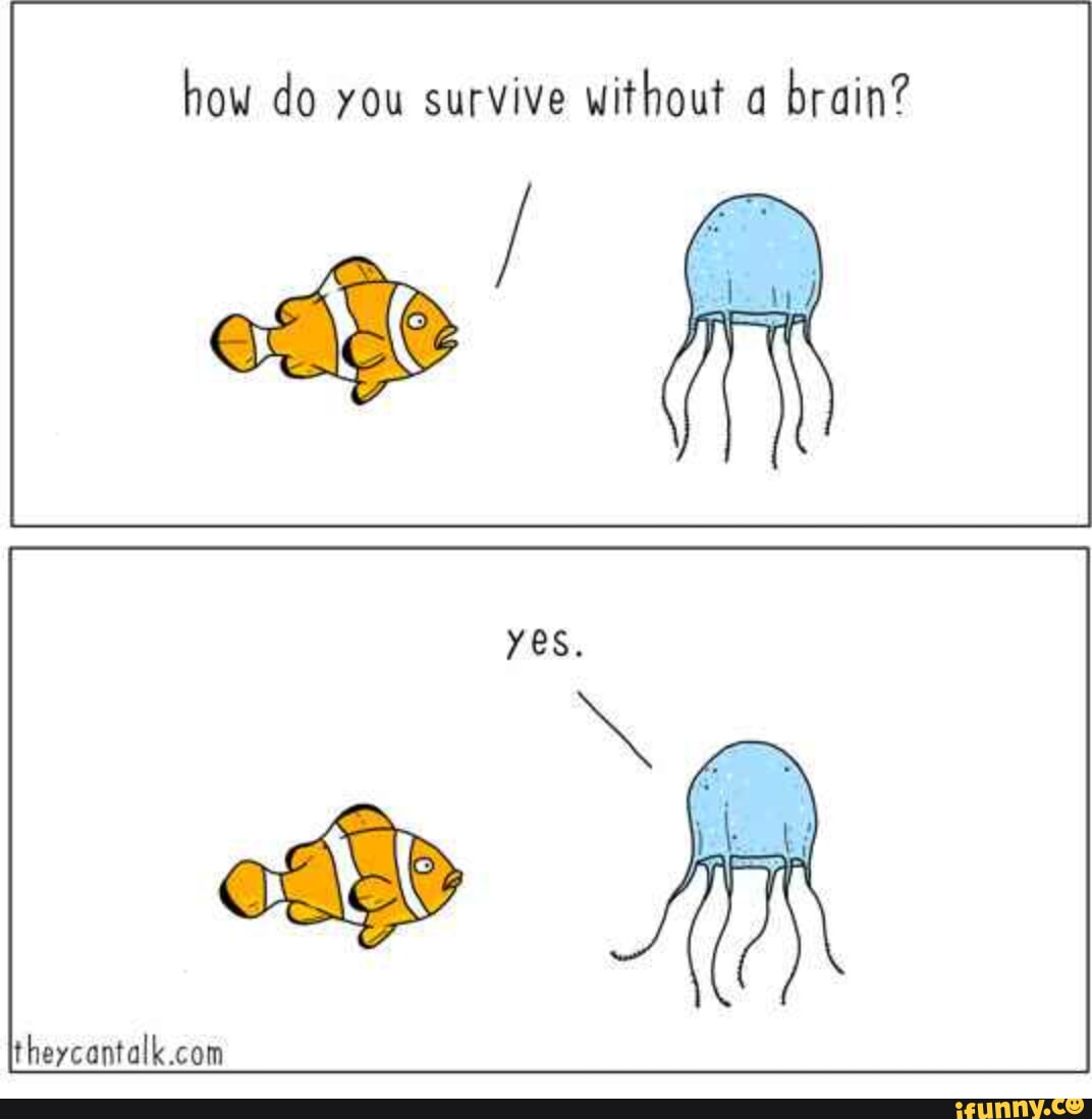 У медузы есть мозги. Мозг прикол. Как жить без мозгов. Медуза без мозгов.