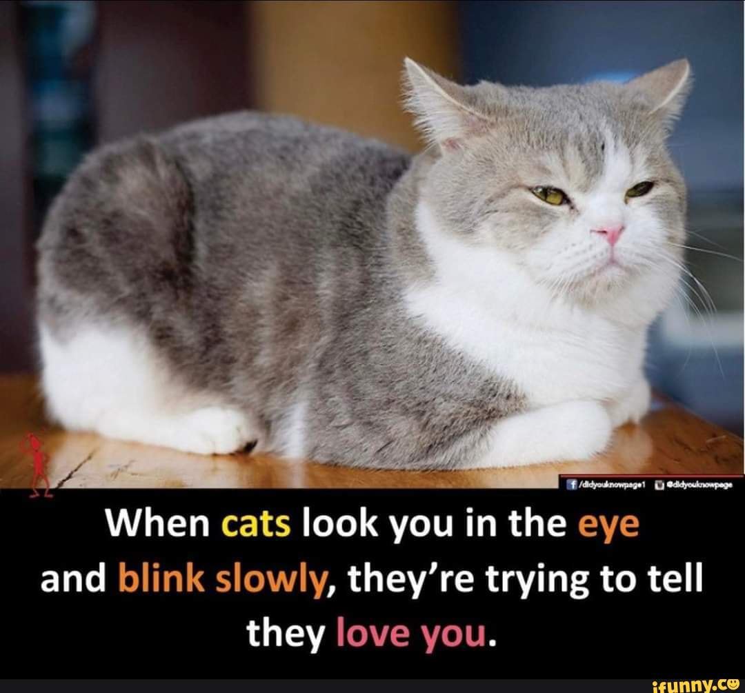 OF When cats look you in the eye and blink slowly, they're trying to