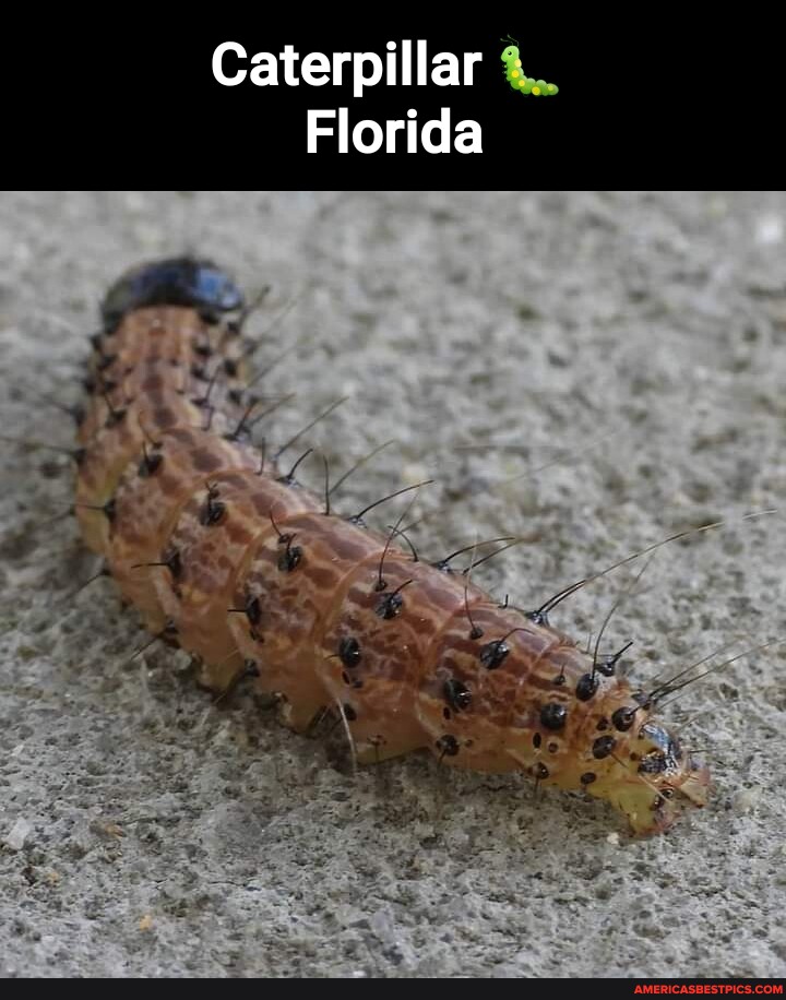 Caterpillar Florida America’s best pics and videos