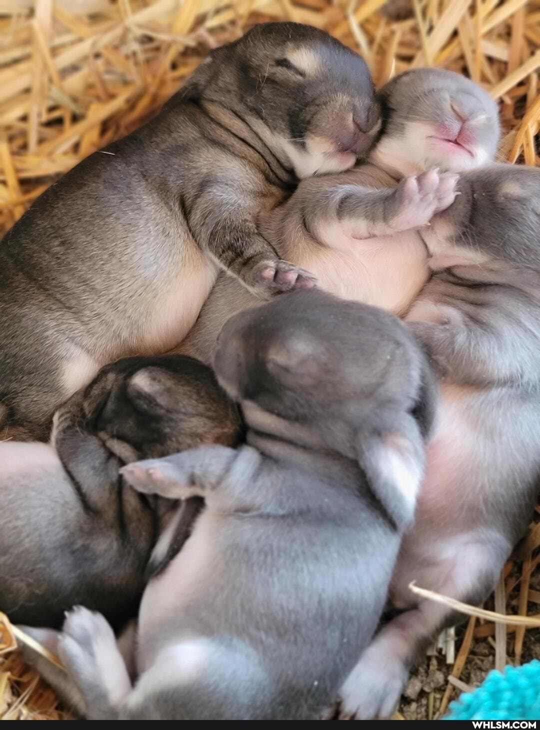 aww, bunny, baby_animals