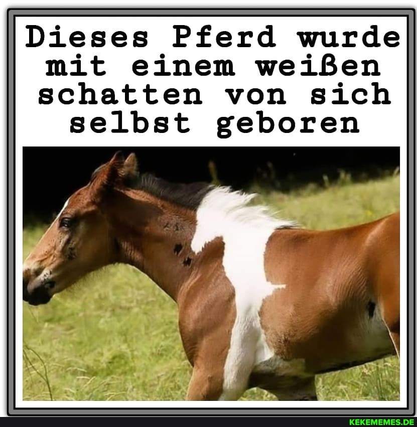 Dieses Pferd wurde
mit einem weißen
schatten von sich selbst geboren