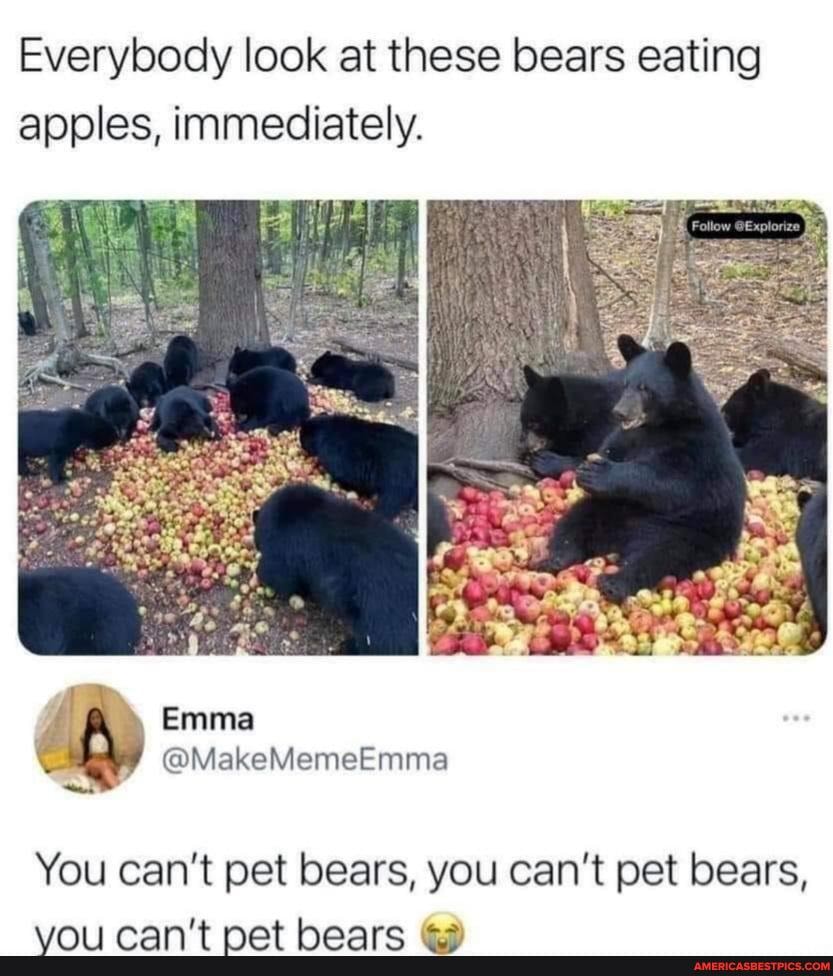 Can/'t Talk Bears