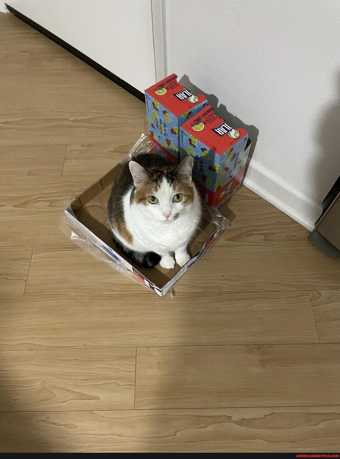 cats, cat, aww, cute