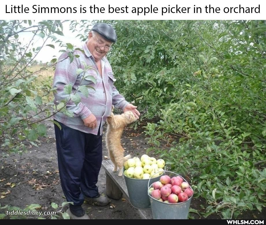Little Simmons is the best apple picker in the orchard
Ape