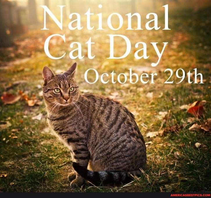 Happy National Cat Day! Let's show us your Beautiful Cats😸 National