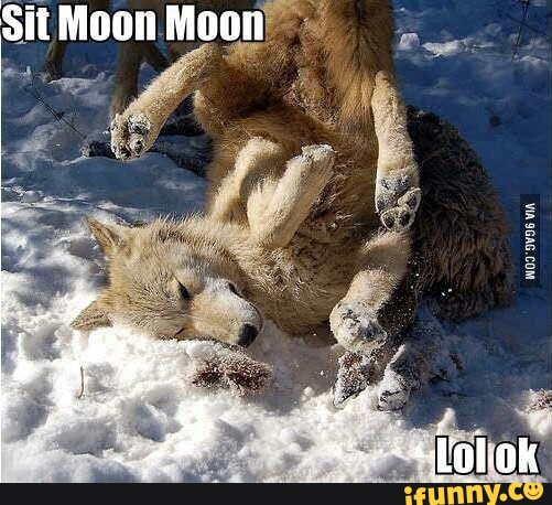 Moon Moon Wolf Ifunny