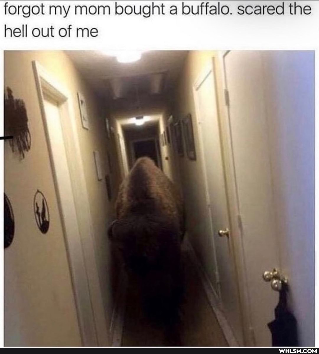 forgot my mom bought a buffalo. scared the hell out of me