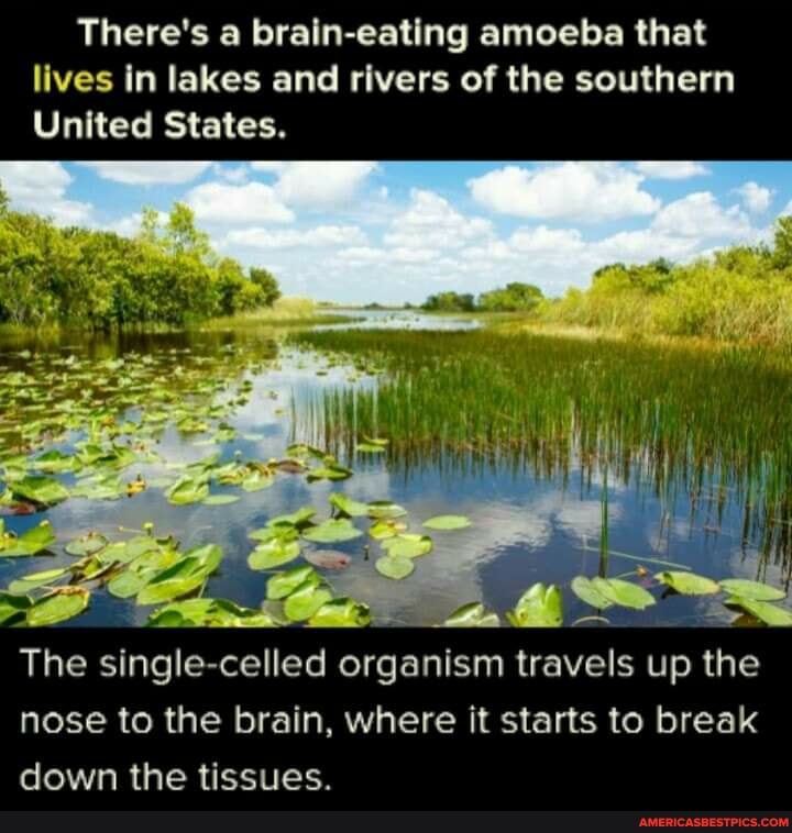 There's a brain-eating amoeba that lives in lakes and rivers of the southern
United States.
The single- -celled organism travels up the nose to the brain, where it starts to break down the tissues.
