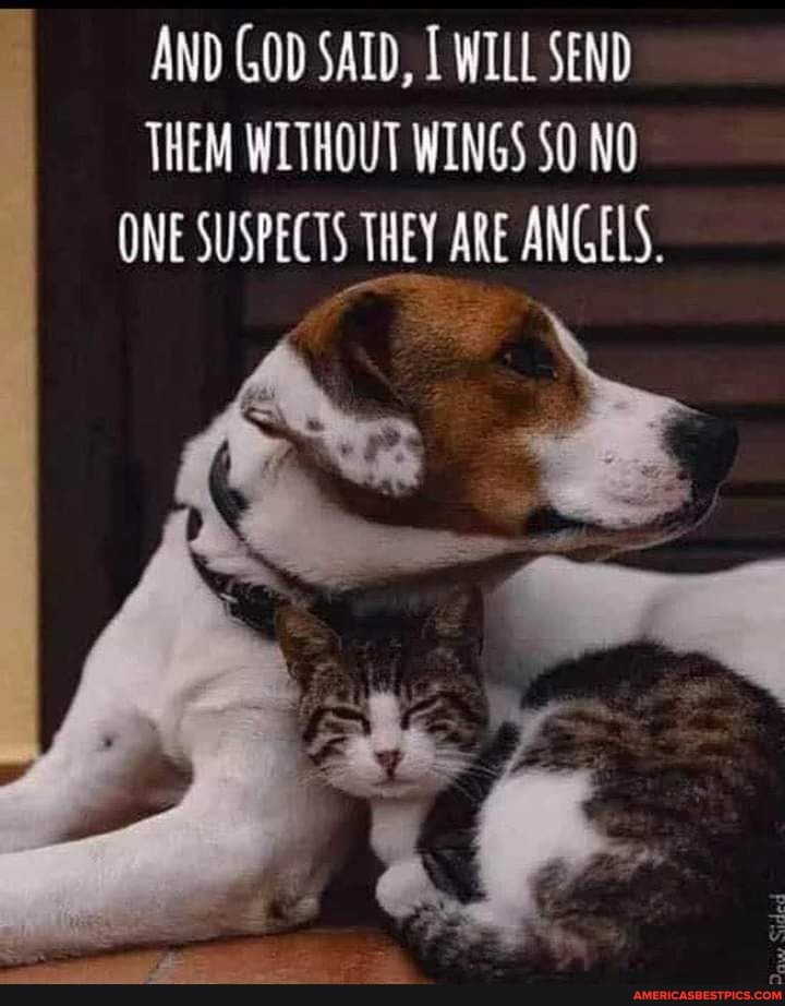 AND GOD SAID, WILL SEND THEM WITHOUT WINGS $0 NO ONE SUSPECTS THEY ARE ANGELS.