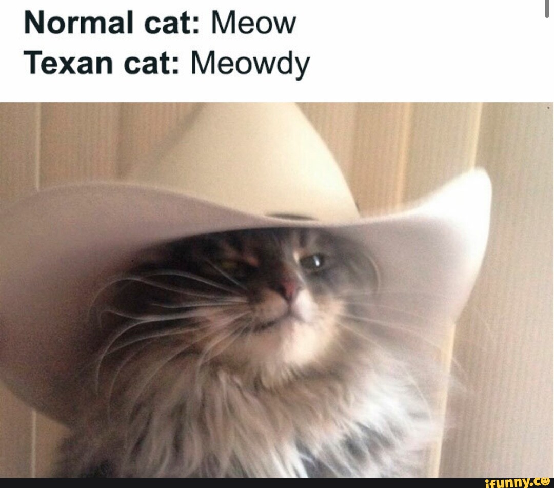 Normal cat Meow Texan cat Meowdy iFunny