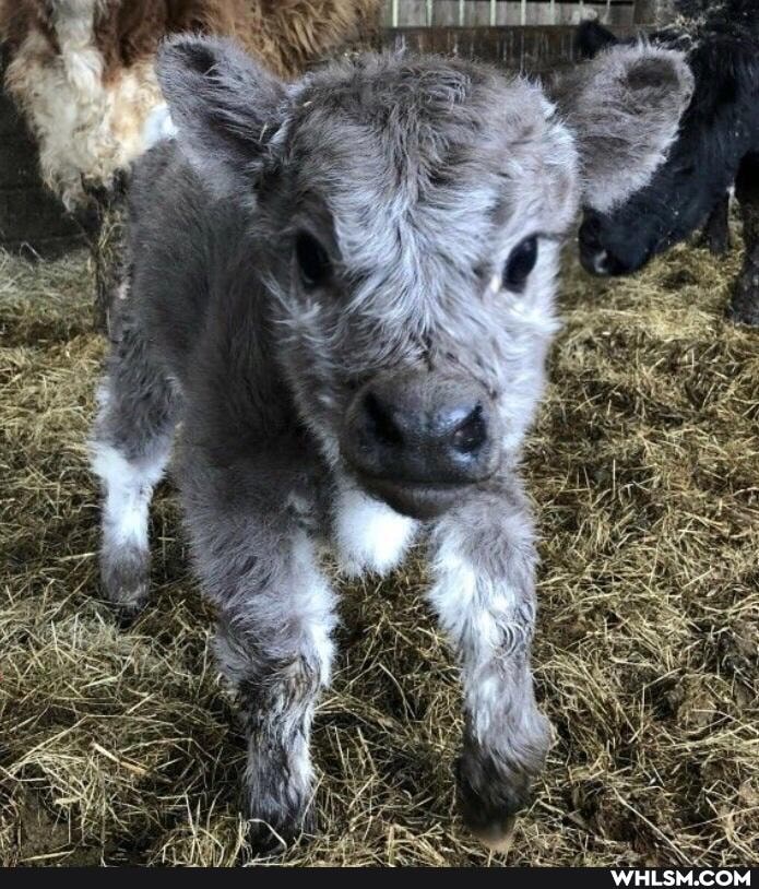 cows, dogs, baby_animals