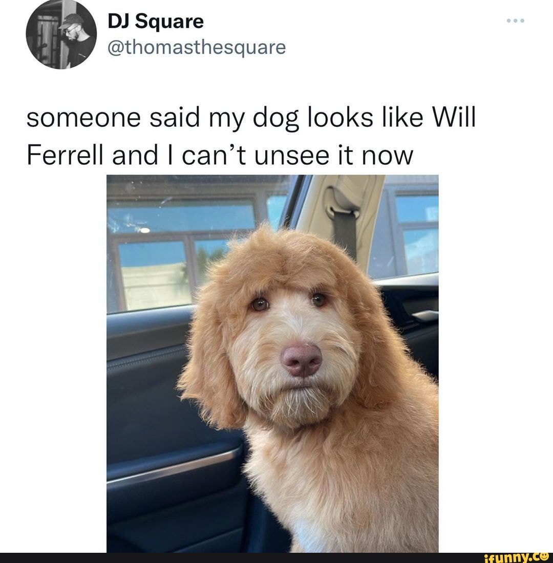 Someone said my dog looks like Will Ferrell and I can't unsee it now