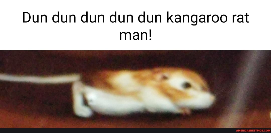 Dun dun dun dun dun kangaroo rat man!