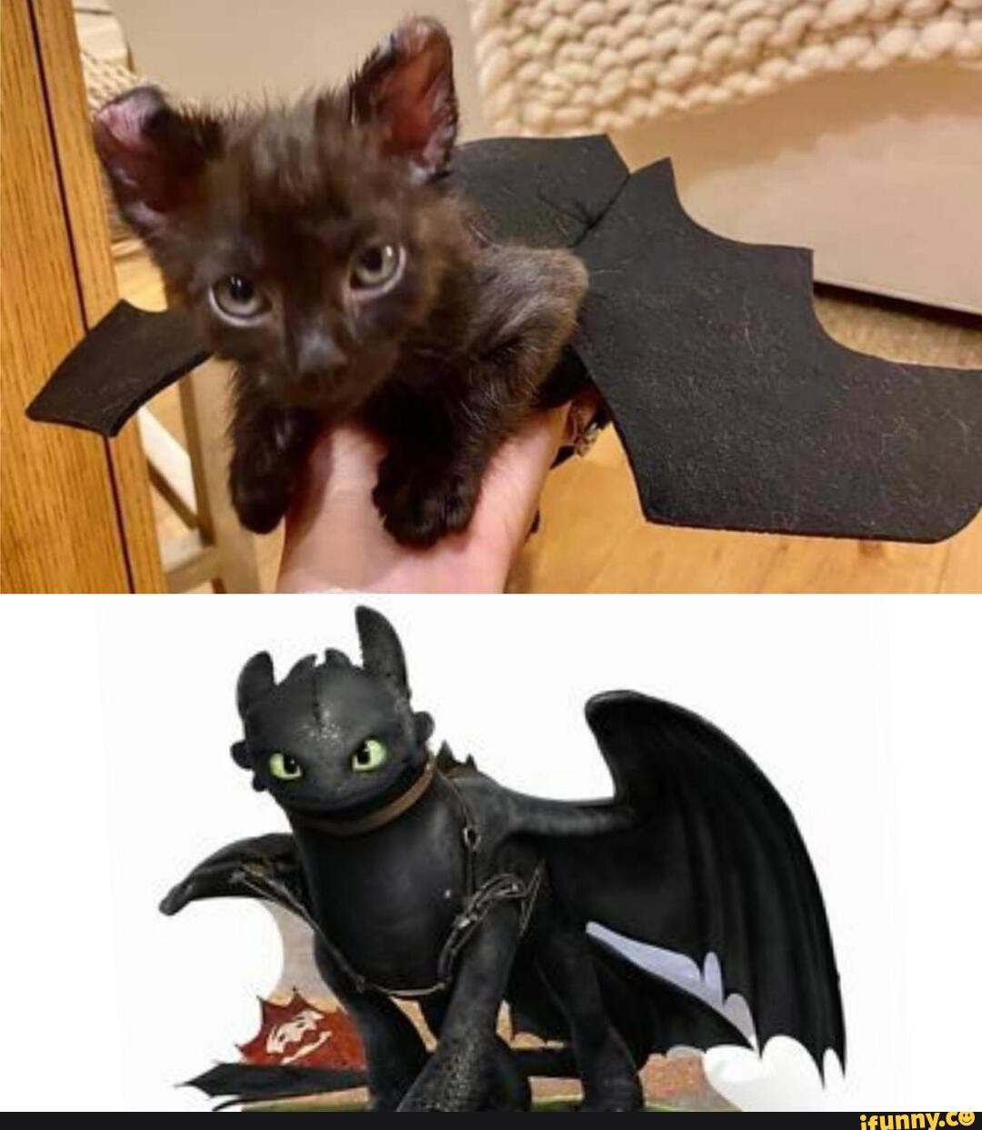toothless, friend, failed, foster, kitten