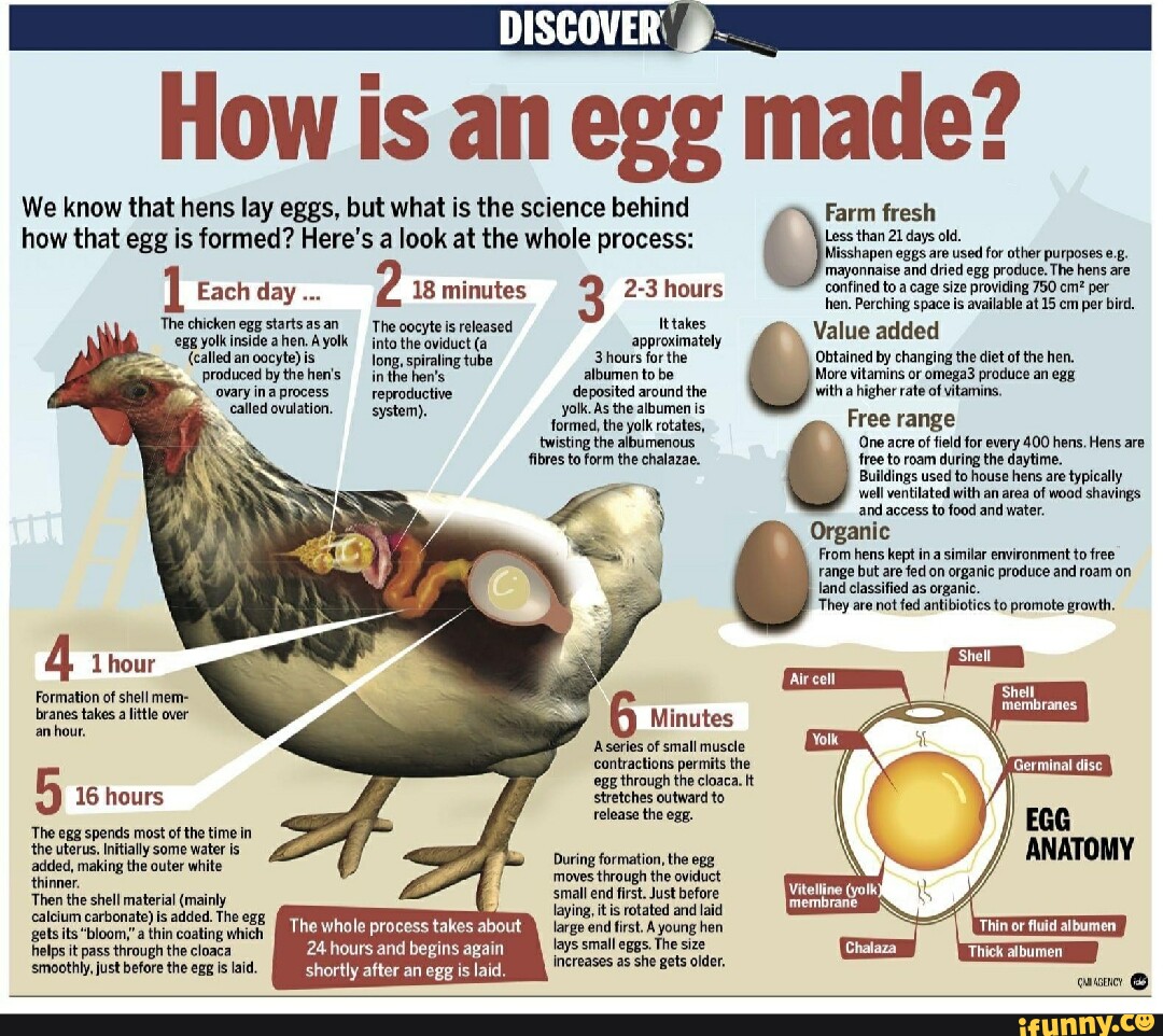 DISCOVER How is an egg We know that hens lay eggs, but what is the ...