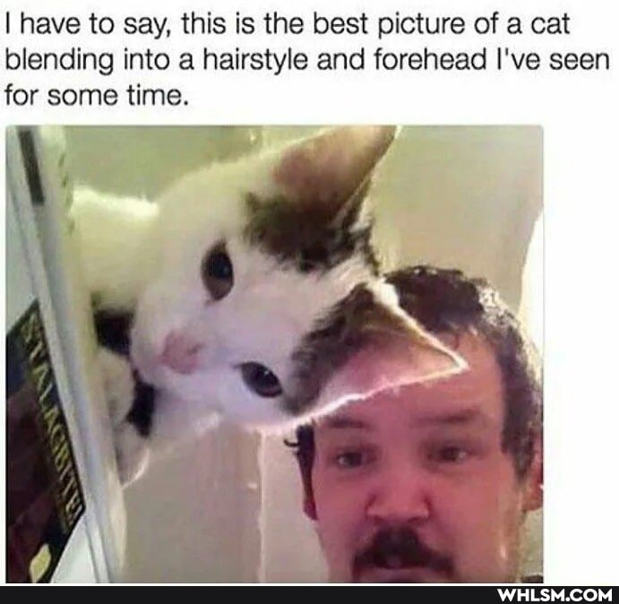 I have to say, this is the best picture of a cat blending into a hairstyle and forehead I've seen for some time.