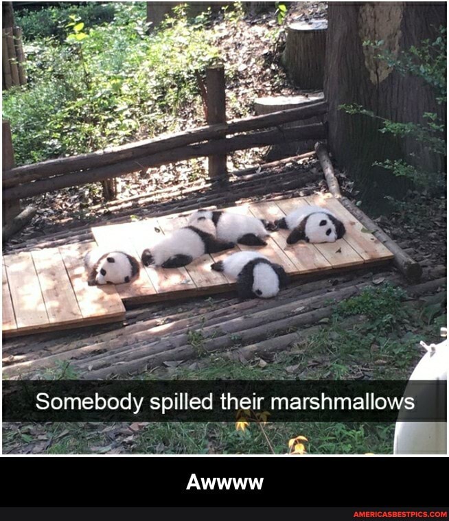 Somebody spilled their marshmallows
Awwww - Awwww