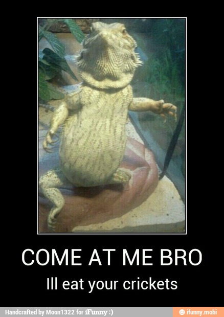 COME AT ME BRO
Ill eat your crickets - COME AT ME BRO
Ill eat your crickets