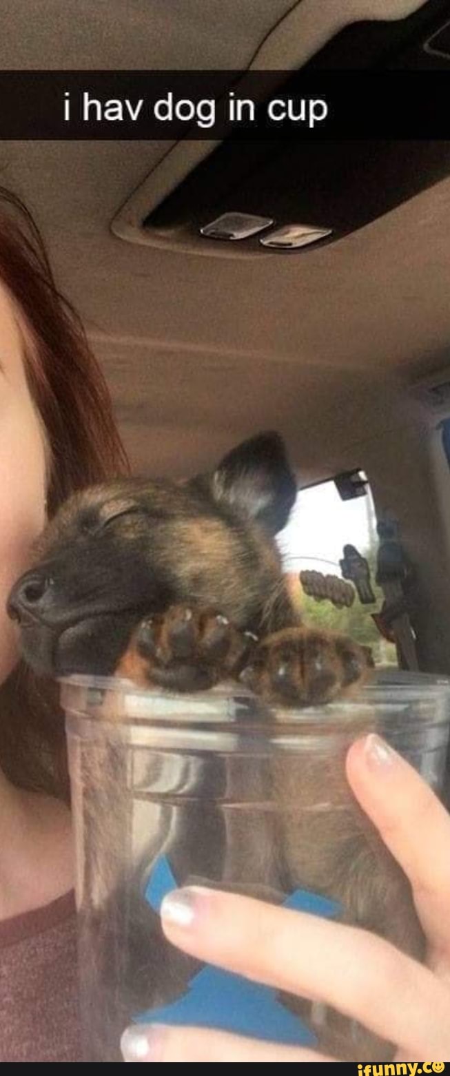 i hav dog in cup
> iS