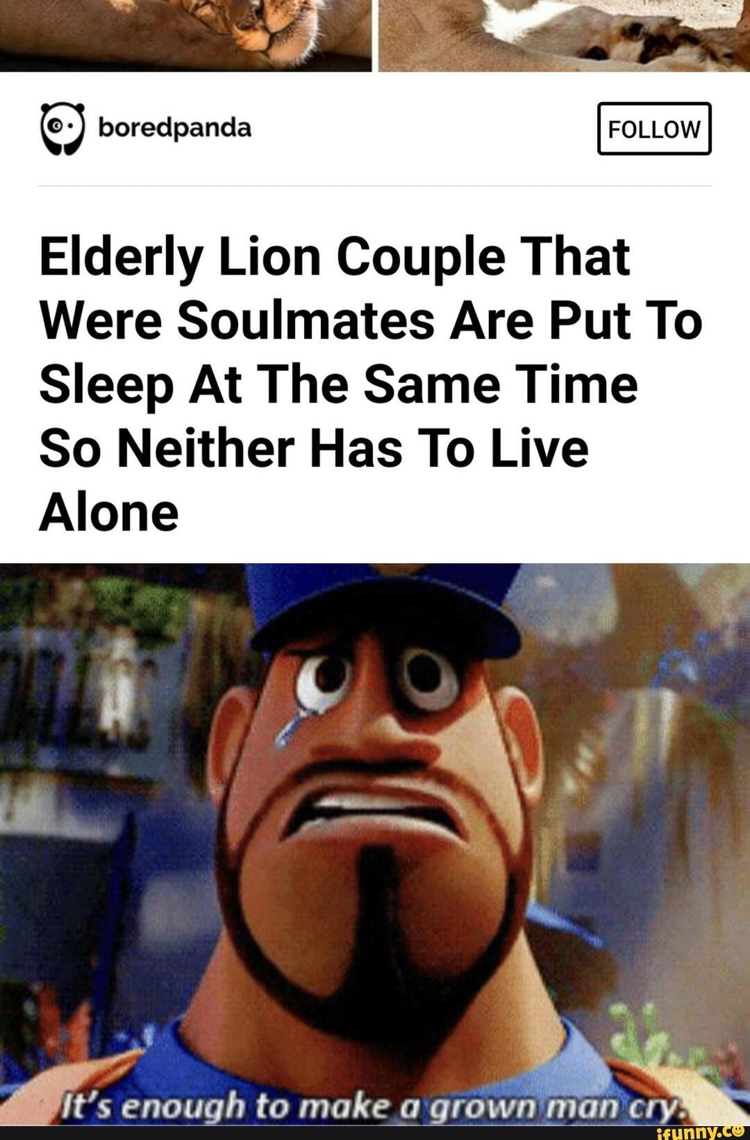Elderly Lion Couple That
Were Soulmates Are Put To
Sleep At The Same Time
So Neither Has To Live
Alone