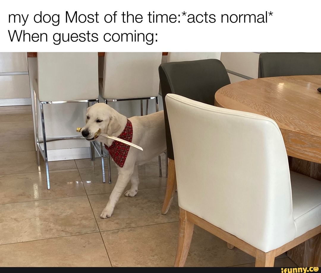 my dog Most of the time:*acts normal*
When guests coming: