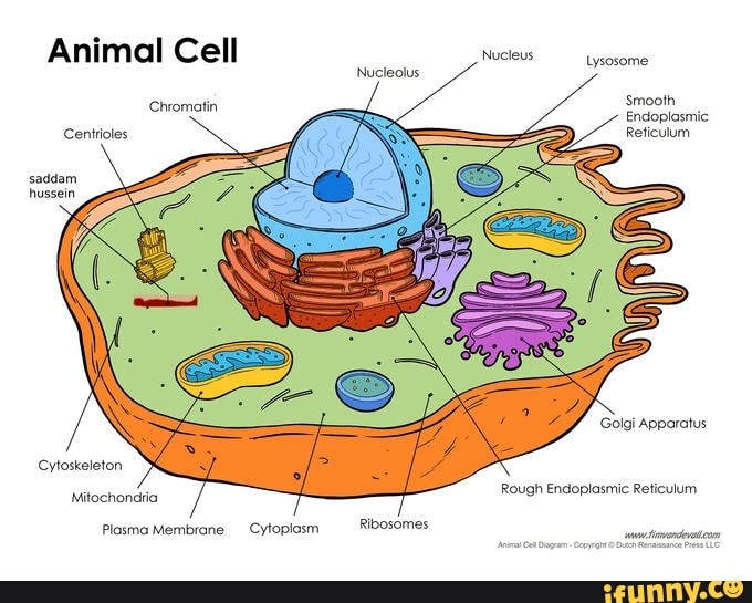 Animal Cell Nucleus Lysosome: Nucleolus Smooth Endoplasmic Reticulum ...