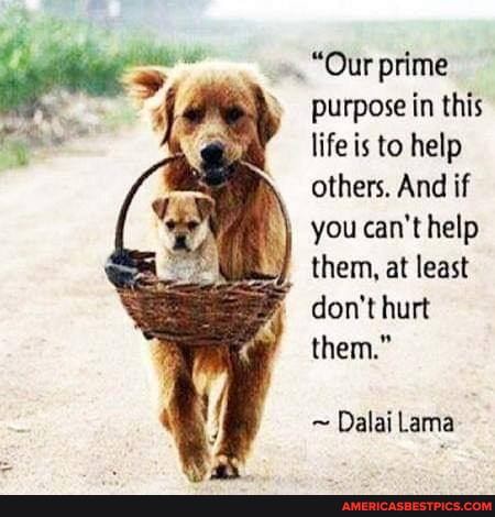 "Our prime purpose in this life is to help others. And if you can't help them, at least
don't hurt
them."
~ Dalai Lama