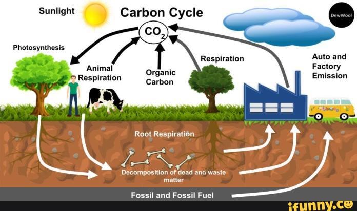 Carbon Cycle - Sunlight Carbon Cycle Photosynthesis Auto And Factory 