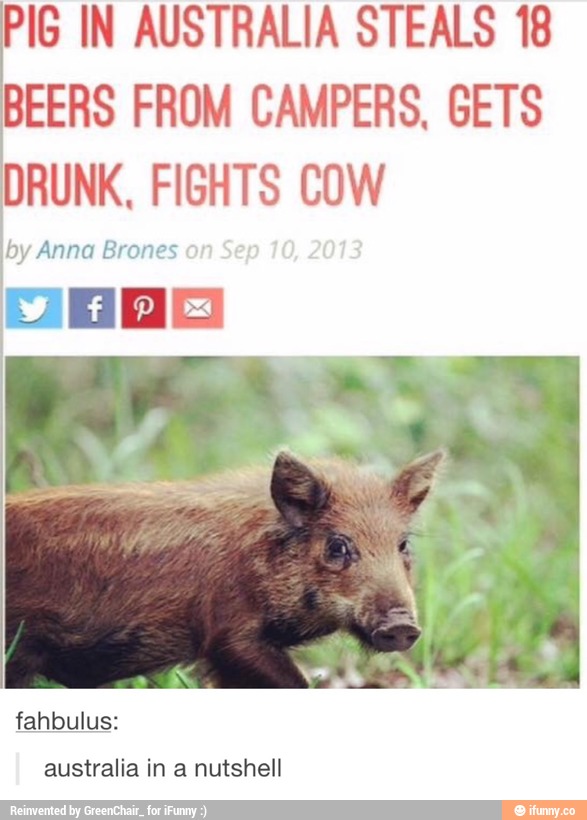 PIG IN AUSTRALIA STEALS 18 BEERS FROM CAMPERS. GETS DRUNK FIGHTS COW - )