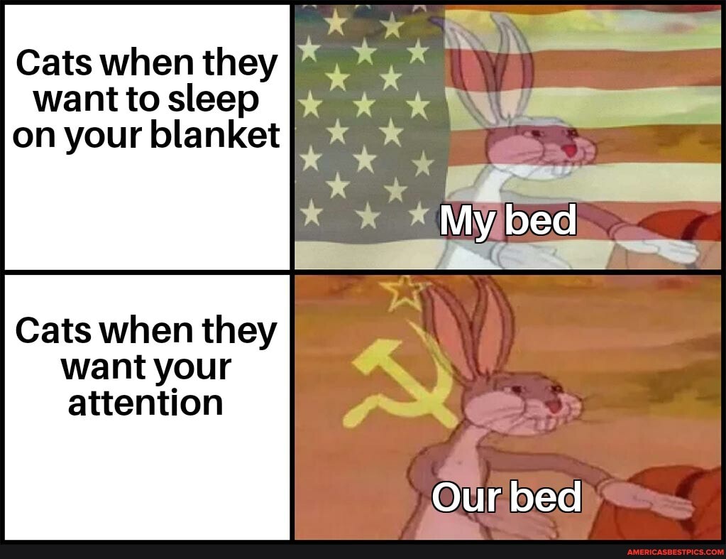 Cats when they want to sleep
on your blanket
* * My bed
Our bed
Cats when they
want your attention