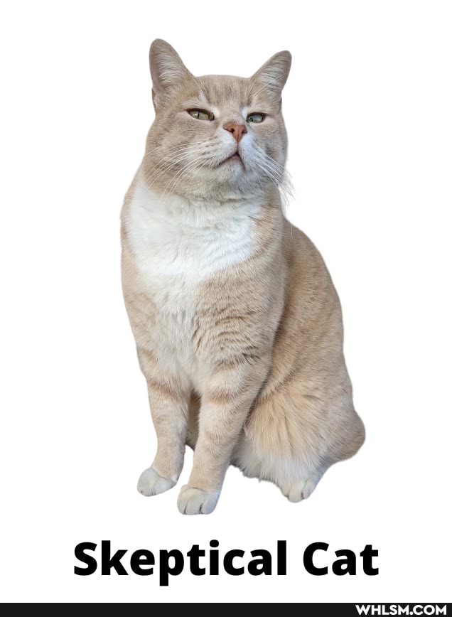 Skeptical Cat