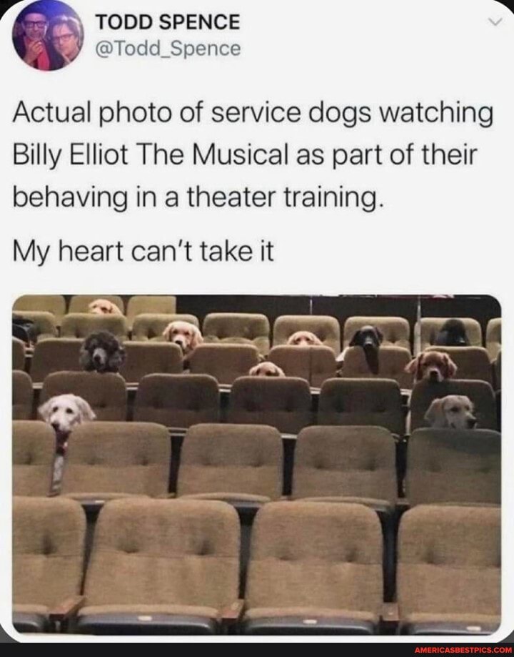 TODD SPENCE
(@Todd Spence
Actual photo of service dogs watching
Billy Elliot The Musical as part of their
behaving in a theater training.
My heart can't take it
-_Ar_.. L,