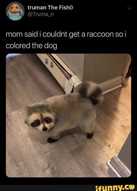 mom said i couldnt get a raccoon so i
