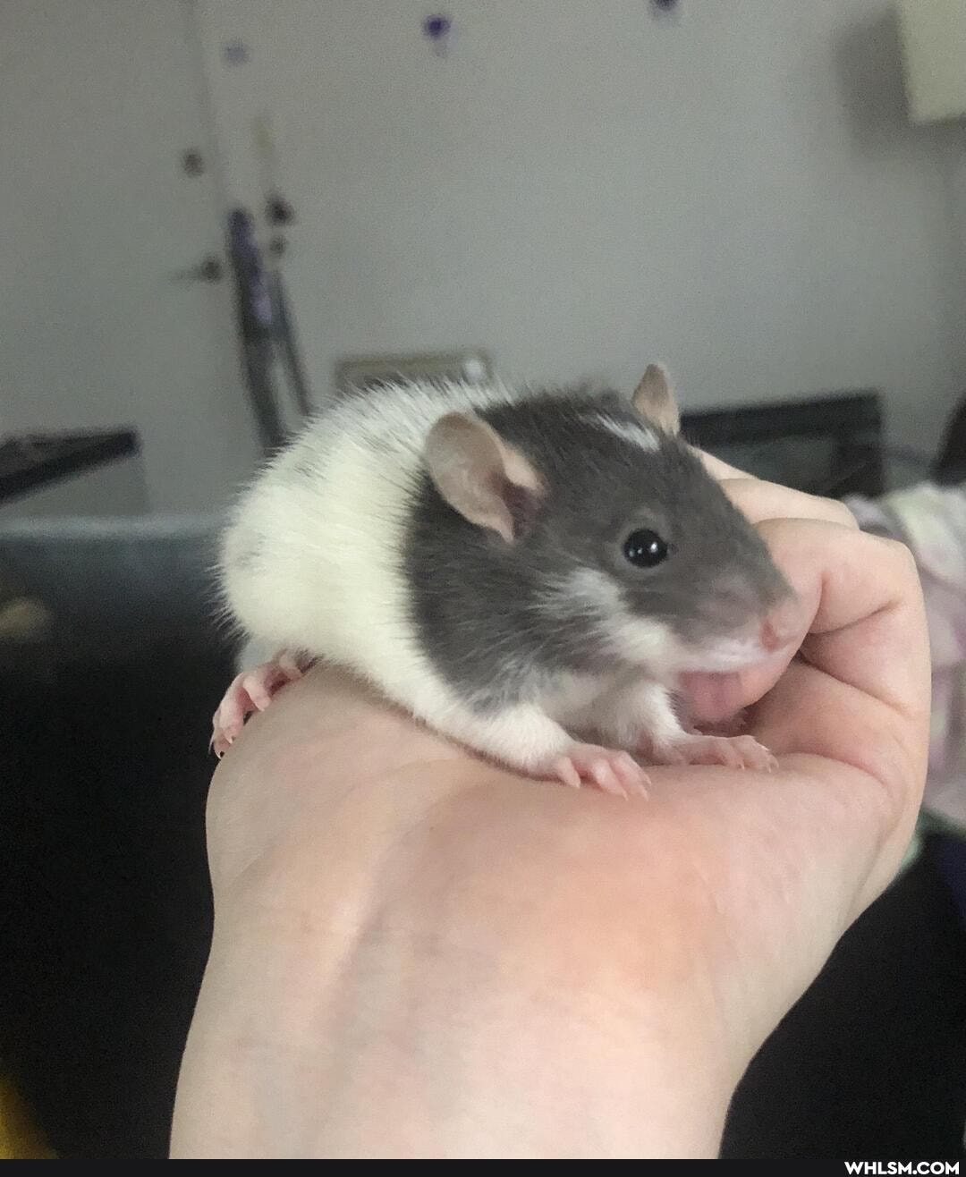 rats, rat, baby_animals, baby_rat