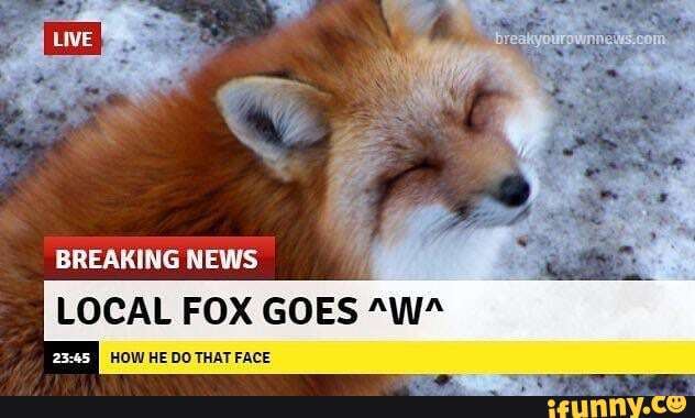 LOCAL FOX GOES "W*
HOW HE DO THAT FACE