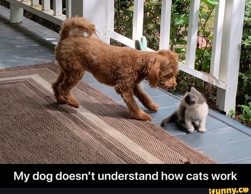 fe
My dog doesn't understand how cats work - My dog doesn’t understand how cats work